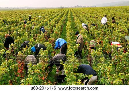 Domaine Dubois vintage, Vougeot, C? te de Nuits, C? te d? Or, Burgundy, France View Large Photo Image Stock Photograph - Domaine Dubois vintage, Vougeot, C? te de Nuits, C? te d? Or, Burgundy, France. Fotosearch