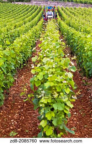domaine francois lamarche in musigny. View Large Photo Image Stock Image - domaine francois lamarche in musigny.. Fotosearch