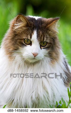 Domestic cat, Bas-Rhin, France View Large Photo Image Stock Image - Domestic cat, Bas-Rhin, France. Fotosearch