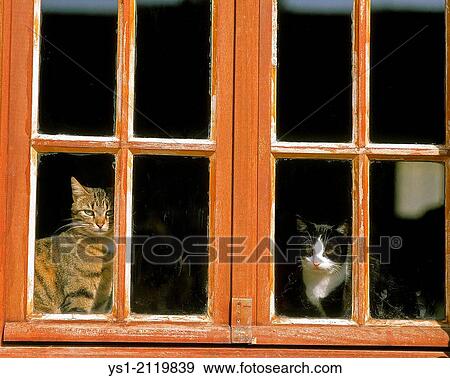 Domestic Cat behing Window. View Large Photo Image Stock Photo - Domestic Cat behing Window.. Fotosearch