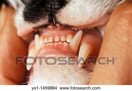 DOMESTIC CAT, CLOSE-UP OF MOUTH SHOWING TEETH View Large Photo Image Picture - DOMESTIC CAT, CLOSE-UP OF MOUTH SHOWING TEETH. Fotosearch