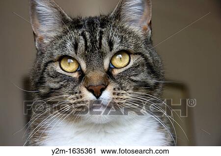 Stock Image - Domestic cat, close-up. Fotosearch