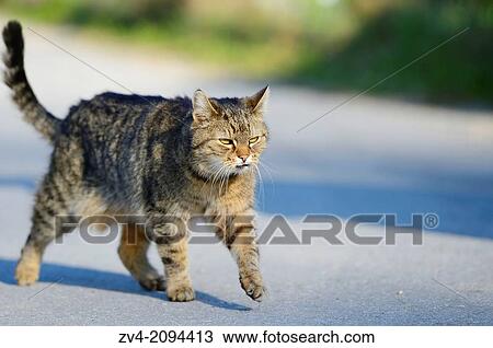 Domestic cat (Felis silvestris catus) walking on a street View Large Photo Image Stock Image - Domestic cat (Felis silvestris catus) walking on a street. Fotosearch