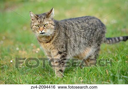 Stock Photograph - Domestic cat (Felis silvestris catus) standing on a meadow. Fotosearch