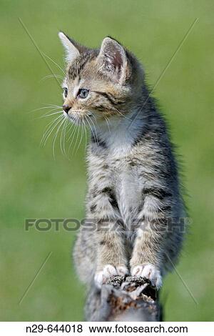 Domestic Cat, Germany, kitten, on a wooden fence View Large Photo Image Stock Photo - Domestic Cat, Germany, kitten, on a wooden fence. Fotosearch