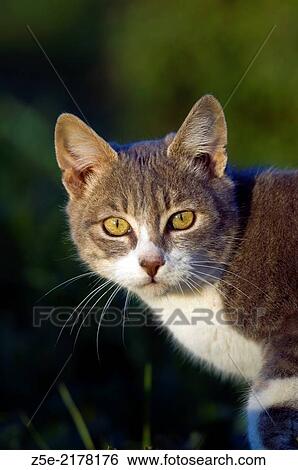 Domestic cat in the garden is looking at camera. View Large Photo Image Stock Photograph - Domestic cat in the garden is looking at camera.. Fotosearch