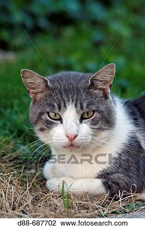 Domestic cat. View Large Photo Image Stock Image - Domestic cat.. Fotosearch