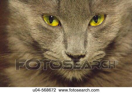 Domestic cat. View Large Photo Image Stock Image - Domestic cat.. Fotosearch