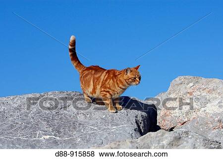 Domestic cat View Large Photo Image Stock Photo - Domestic cat. Fotosearch