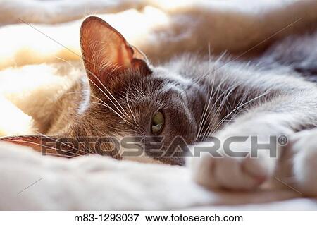Domestic cat View Large Photo Image Stock Photo - Domestic cat. Fotosearch