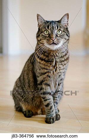 Domestic cat. View Large Photo Image Stock Photograph - Domestic cat.. Fotosearch