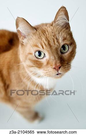 Stock Photography - Domestic Cat.. Fotosearch