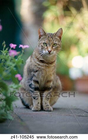 Stock Photography - Domestic cat. Fotosearch