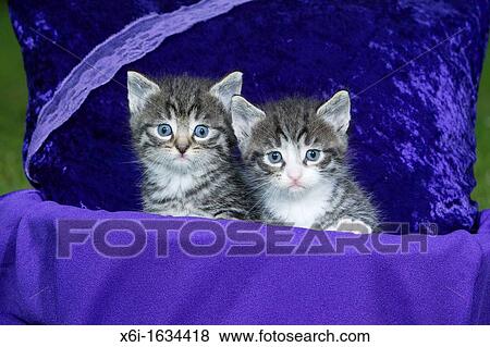 Domestic Cat, Two Kitten Sitting in Basket, Lower Saxony, Germany View Large Photo Image Stock Photo - Domestic Cat, Two Kitten Sitting in Basket, Lower Saxony, Germany. Fotosearch