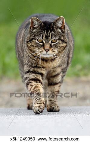 Stock Image - Domestic Cat, walking across road. Fotosearch