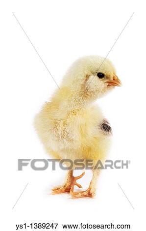 Domestic Chicken, Chick against White Background View Large Photo Image Stock Photo - Domestic Chicken, Chick against White Background. Fotosearch