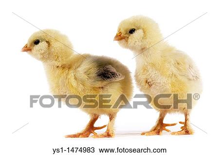 Stock Image - Domestic Chicken, Chicks against White Background. Fotosearch