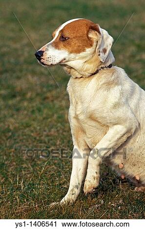 DOMESTIC DOG, FEMALE SITTING ON GRASS View Large Photo Image Stock Image - DOMESTIC DOG, FEMALE SITTING ON GRASS. Fotosearch