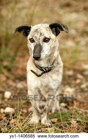DOMESTIC DOG, FEMALE WEARING COLLAR View Large Photo Image Stock Photography - DOMESTIC DOG, FEMALE WEARING COLLAR. Fotosearch