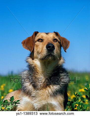 Stock Image - Domestic Dog, Portrait of Adult. Fotosearch