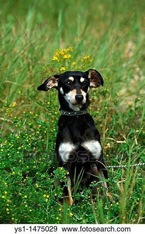 Domestic Dog with Collar, Adult sitting on Grass View Large Photo Image Stock Photo - Domestic Dog with Collar, Adult sitting on Grass. Fotosearch