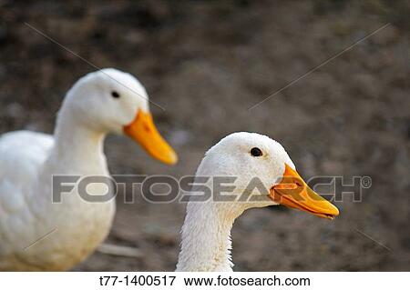 Domestic ducks, Anas platyrhynchos f domestica Near a pond, Pune, Maharashtra, India View Large Photo Image Stock Photo - Domestic ducks, Anas platyrhynchos f domestica Near a pond, Pune, Maharashtra, India. Fotosearch