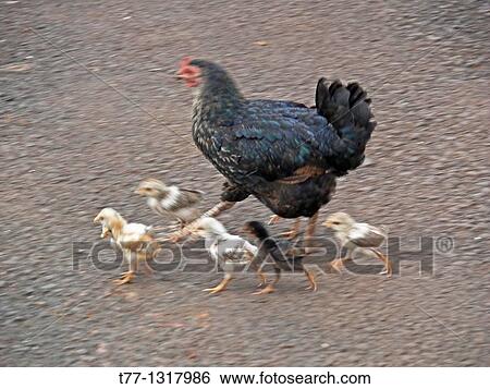 Stock Photograph - Domestic, Fowl, hen with chicks. Fotosearch