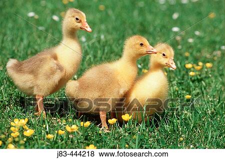 Domestic Goose, Gosling View Large Photo Image Stock Photo - Domestic Goose, Gosling. Fotosearch