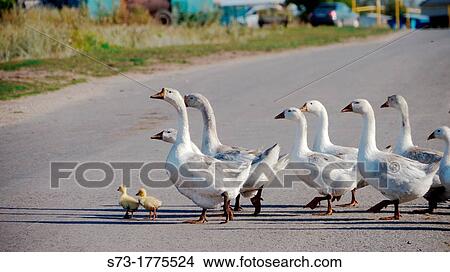 Domestic goose on the street of Musorka village, Russia View Large Photo Image Picture - Domestic goose on the street of Musorka village, Russia. Fotosearch
