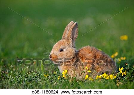 Domestic rabbit Oryctolagus cuniculus Order: Lagomorpha Family: Leporidae. View Large Photo Image Picture - Domestic rabbit Oryctolagus cuniculus Order: Lagomorpha Family: Leporidae.. Fotosearch
