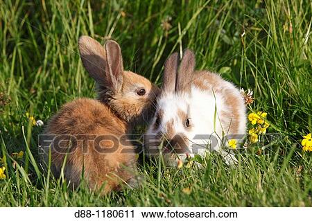 Domestic rabbit Oryctolagus cuniculus Order: Lagomorpha Family: Leporidae. View Large Photo Image Stock Image - Domestic rabbit Oryctolagus cuniculus Order: Lagomorpha Family: Leporidae.. Fotosearch