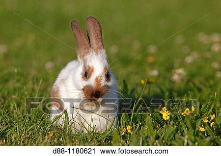 Domestic rabbit Oryctolagus cuniculus Order: Lagomorpha Family: Leporidae. View Large Photo Image Stock Image - Domestic rabbit Oryctolagus cuniculus Order: Lagomorpha Family: Leporidae.. Fotosearch