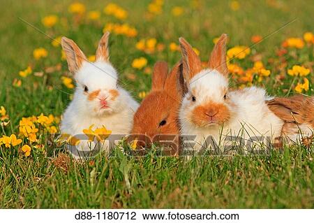 Stock Image - Domestic rabbit Oryctolagus cuniculus Order: Lagomorpha Family: Leporidae.. Fotosearch