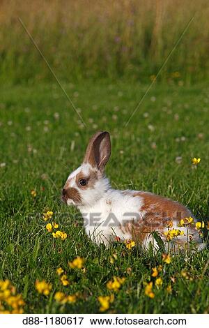 Domestic rabbit Oryctolagus cuniculus Order: Lagomorpha Family: Leporidae. View Large Photo Image Stock Photo - Domestic rabbit Oryctolagus cuniculus Order: Lagomorpha Family: Leporidae.. Fotosearch