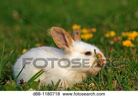 Stock Photo - Domestic rabbit Oryctolagus cuniculus Order: Lagomorpha Family: Leporidae.. Fotosearch
