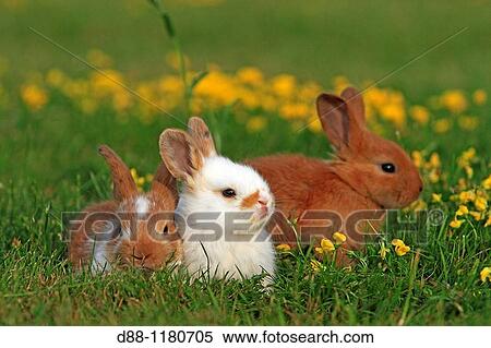 Domestic rabbit Oryctolagus cuniculus Order: Lagomorpha Family: Leporidae. View Large Photo Image Stock Photography - Domestic rabbit Oryctolagus cuniculus Order: Lagomorpha Family: Leporidae.. Fotosearch
