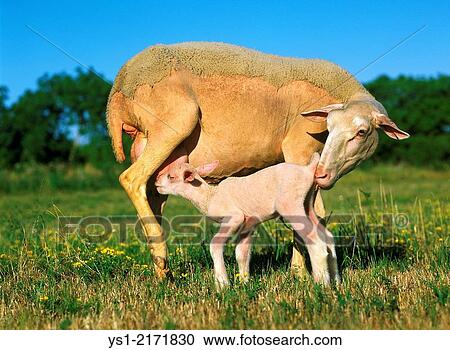 Domestic Sheep, Ewe and Lamb Suckling. View Large Photo Image Stock Image - Domestic Sheep, Ewe and Lamb Suckling.. Fotosearch