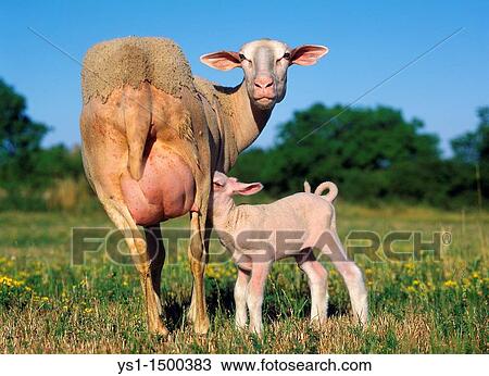 Domestic Sheep, Ewe with Lamb suckling, standing in Meadow View Large Photo Image Stock Image - Domestic Sheep, Ewe with Lamb suckling, standing in Meadow. Fotosearch