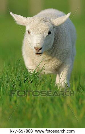 Domestic Sheep (Ovis aries), lamb. Mainland, Orkney Islands, Scotland. View Large Photo Image Stock Image - Domestic Sheep (Ovis aries), lamb. Mainland, Orkney Islands, Scotland.. Fotosearch