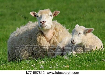 Stock Image - Domestic Sheep (Ovis aries), lamb. Mainland, Orkney Islands, Scotland.. Fotosearch