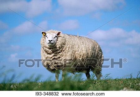Domestic sheep (Ovis aries) View Large Photo Image Stock Image - Domestic sheep (Ovis aries). Fotosearch