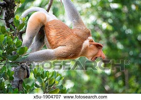 Dominant male proboscis monkey has a pendulous nose that covers the mouth, said to be sexually attractive to females possibly because it enhances vocalisations View Large Photo Image Stock Photo - Dominant male proboscis monkey has a pendulous nose that covers the mouth, said to be sexually attractive to females possibly because it enhances vocalisations. Fotosearch