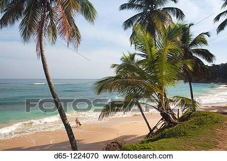 Dominican Republic, North Coast, Abreu, Playa Preciosa beach View Large Photo Image Stock Image - Dominican Republic, North Coast, Abreu, Playa Preciosa beach. Fotosearch