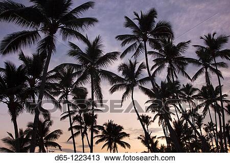 Dominican Republic, Samana Peninsula, Las Terrenas, Playa Las Terrenas beach, dawn View Large Photo Image Stock Image - Dominican Republic, Samana Peninsula, Las Terrenas, Playa Las Terrenas beach, dawn. Fotosearch