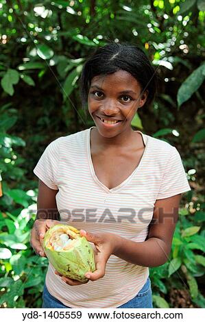 Dominican Young fruit showing smailing where cocoa is produced chcolate, Samana, Dominican Republic View Large Photo Image Stock Photo - Dominican Young fruit showing smailing where cocoa is produced chcolate, Samana, Dominican Republic. Fotosearch