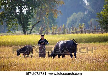 Don Det an island in the Mekong River, 4000 Islands in Southern Laos. View Large Photo Image Stock Image - Don Det an island in the Mekong River, 4000 Islands in Southern Laos.. Fotosearch