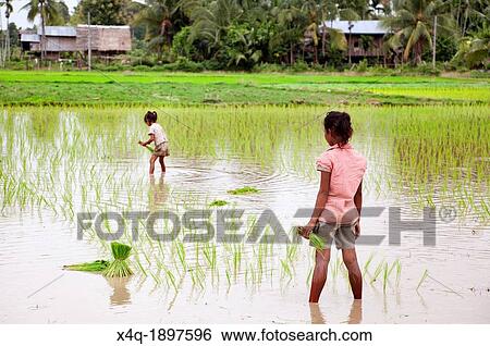Don Khon, Laos - August 1, 2009: A family of farmers The mother with her two daughters, collect a rice field near her village View Large Photo Image Stock Photograph - Don Khon, Laos - August 1, 2009: A family of farmers The mother with her two daughters, collect a rice field near her village. Fotosearch
