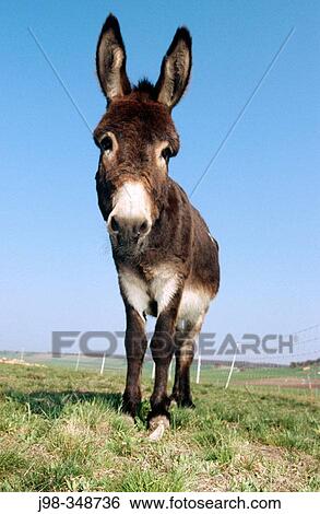 Stock Photograph - Donkey. Bavaria, Germany. Fotosearch