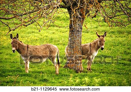 Donkeys at Saint-Martin-de-Gurson, Dordogne, Aquitaine, France View Large Photo Image Stock Photography - Donkeys at Saint-Martin-de-Gurson, Dordogne, Aquitaine, France. Fotosearch