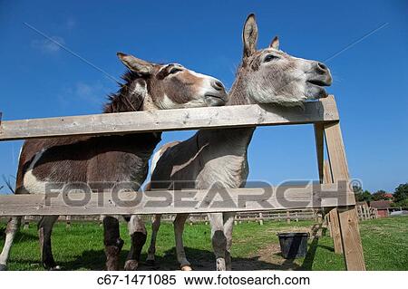 Donkeys on Norfolk Farm in summer View Large Photo Image Stock Photography - Donkeys on Norfolk Farm in summer. Fotosearch